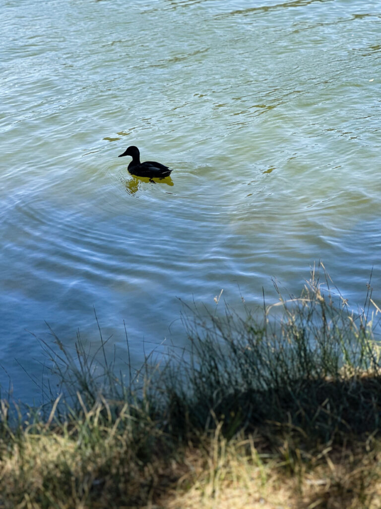 hume lake duck