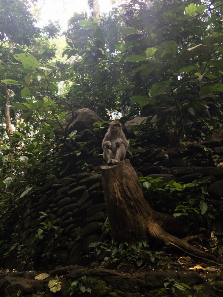 monkey sitting on tree