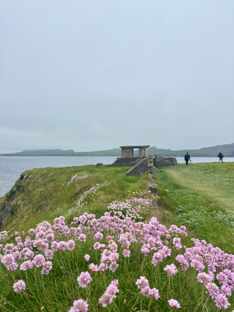 flowers along the dingle way