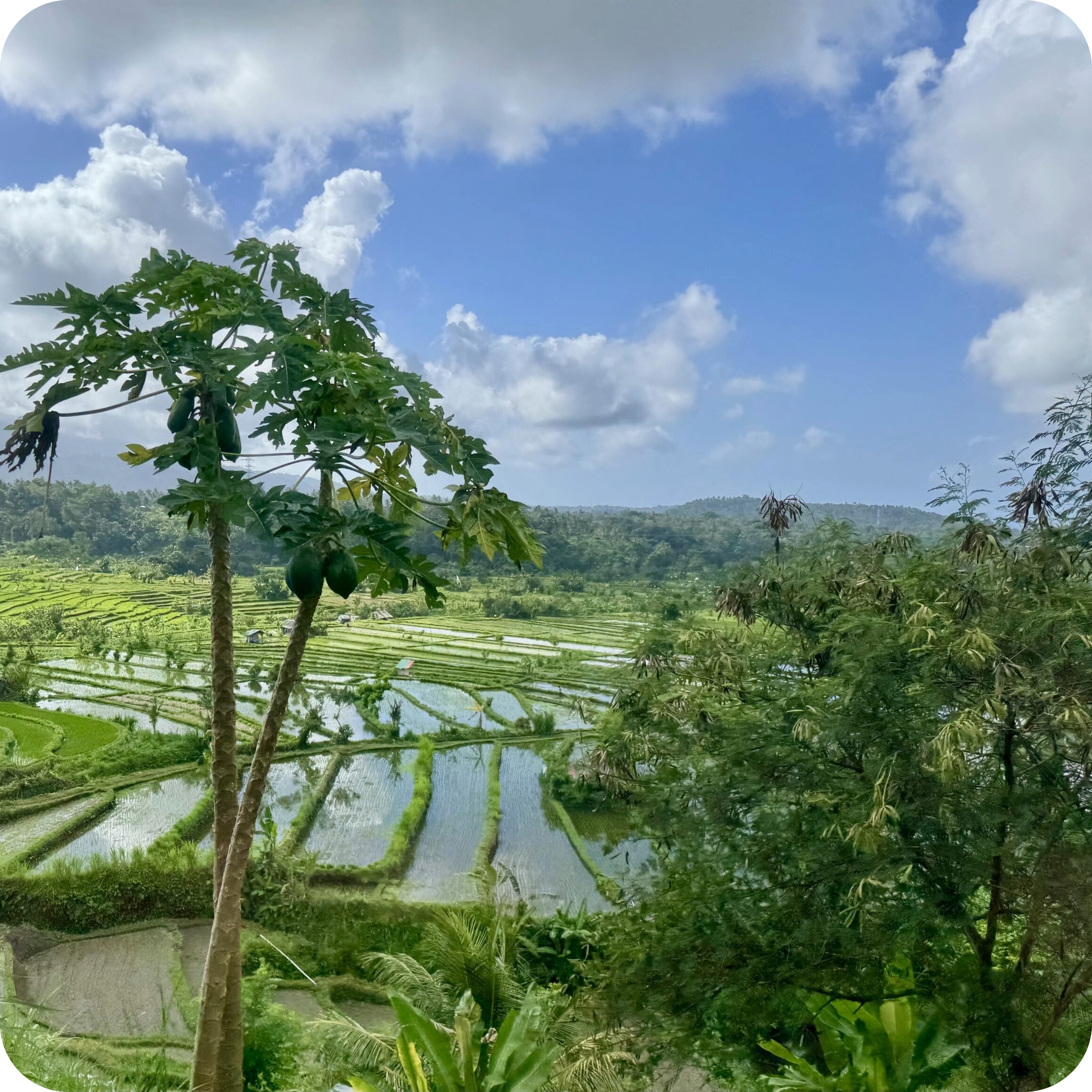 bali rice fields.jpeg