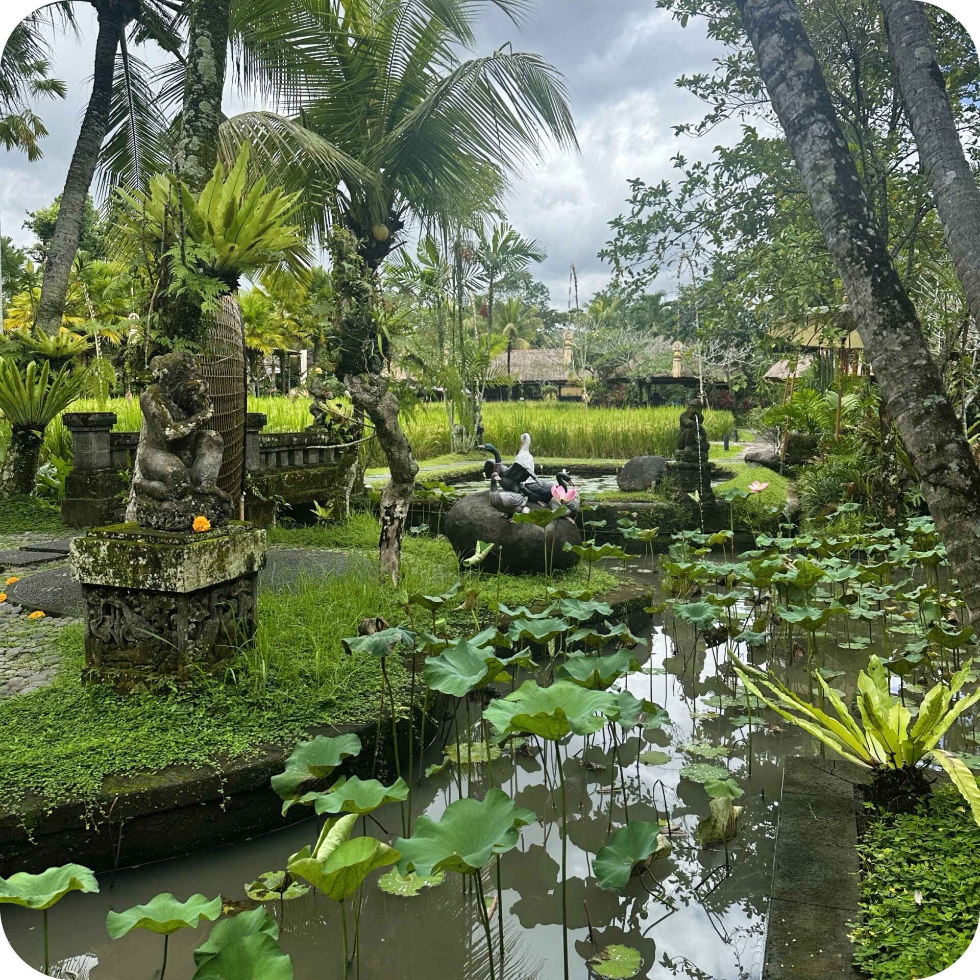 bebek ponds 1 1.jpeg