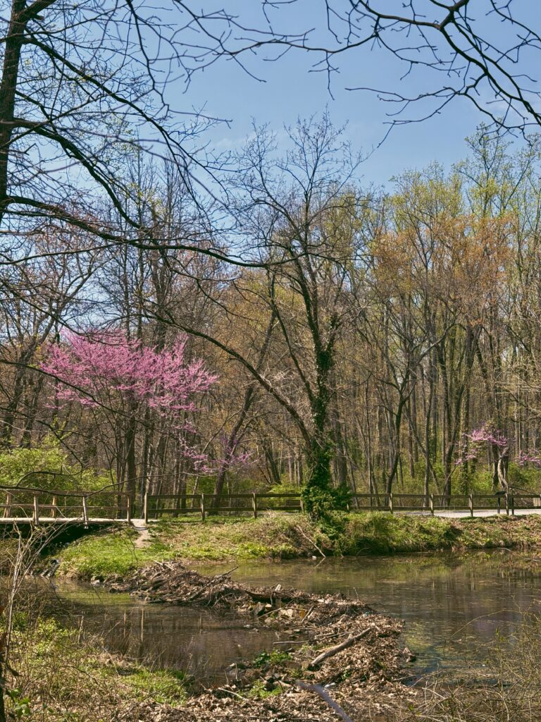 cherry blossoms