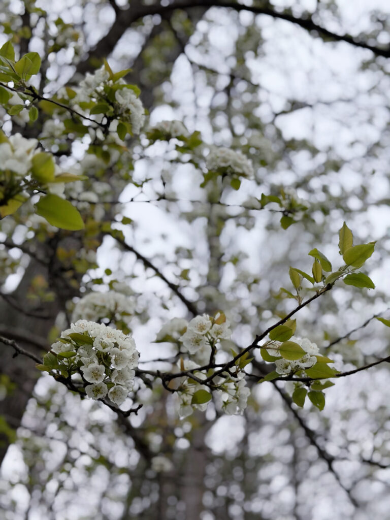 dogwood tree flowers