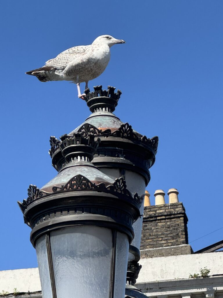 dublin bird