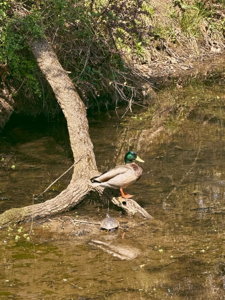 duck and turtle