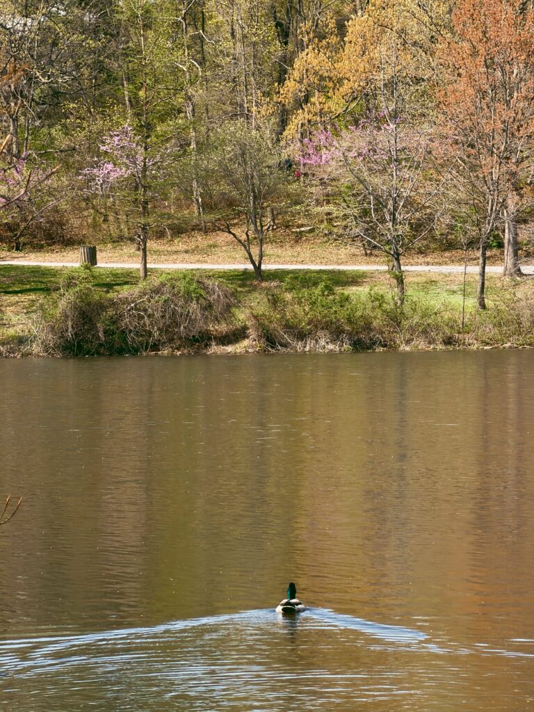 duck gliding in water