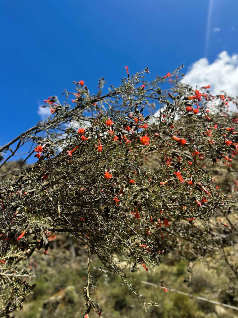 kantu flowers in peru