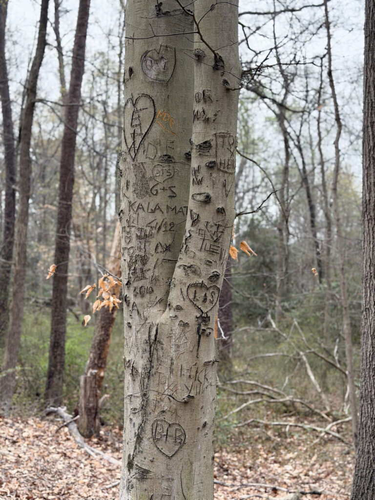 lovers tree