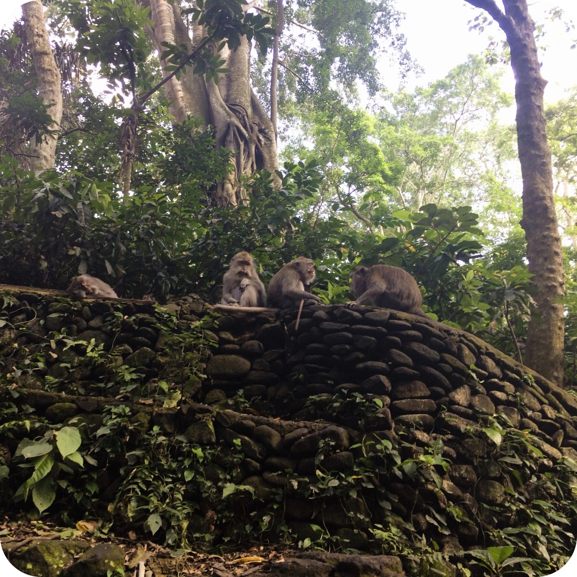 monkey sanctuary monkeys.jpeg