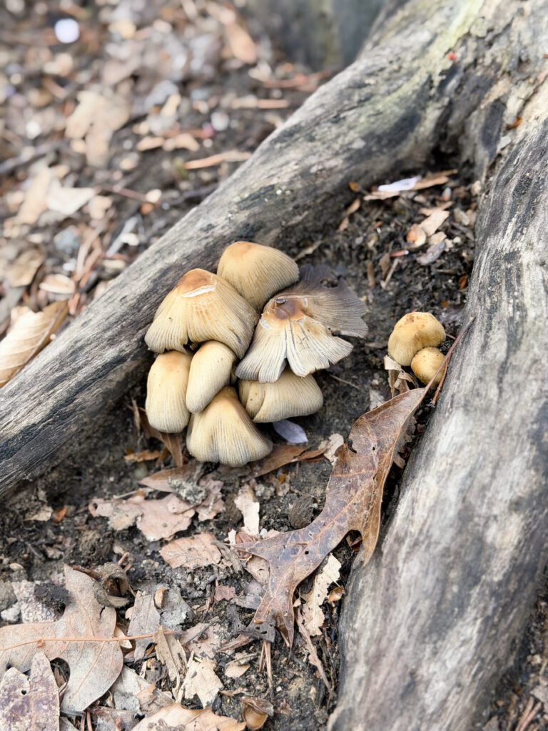 mushrooms