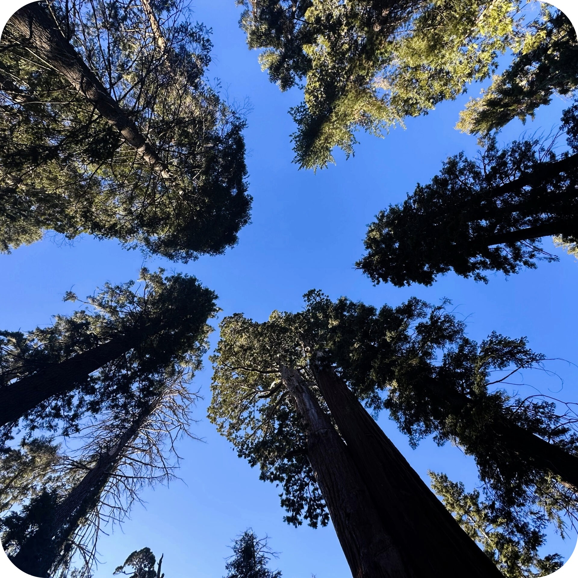 sequoias.jpeg