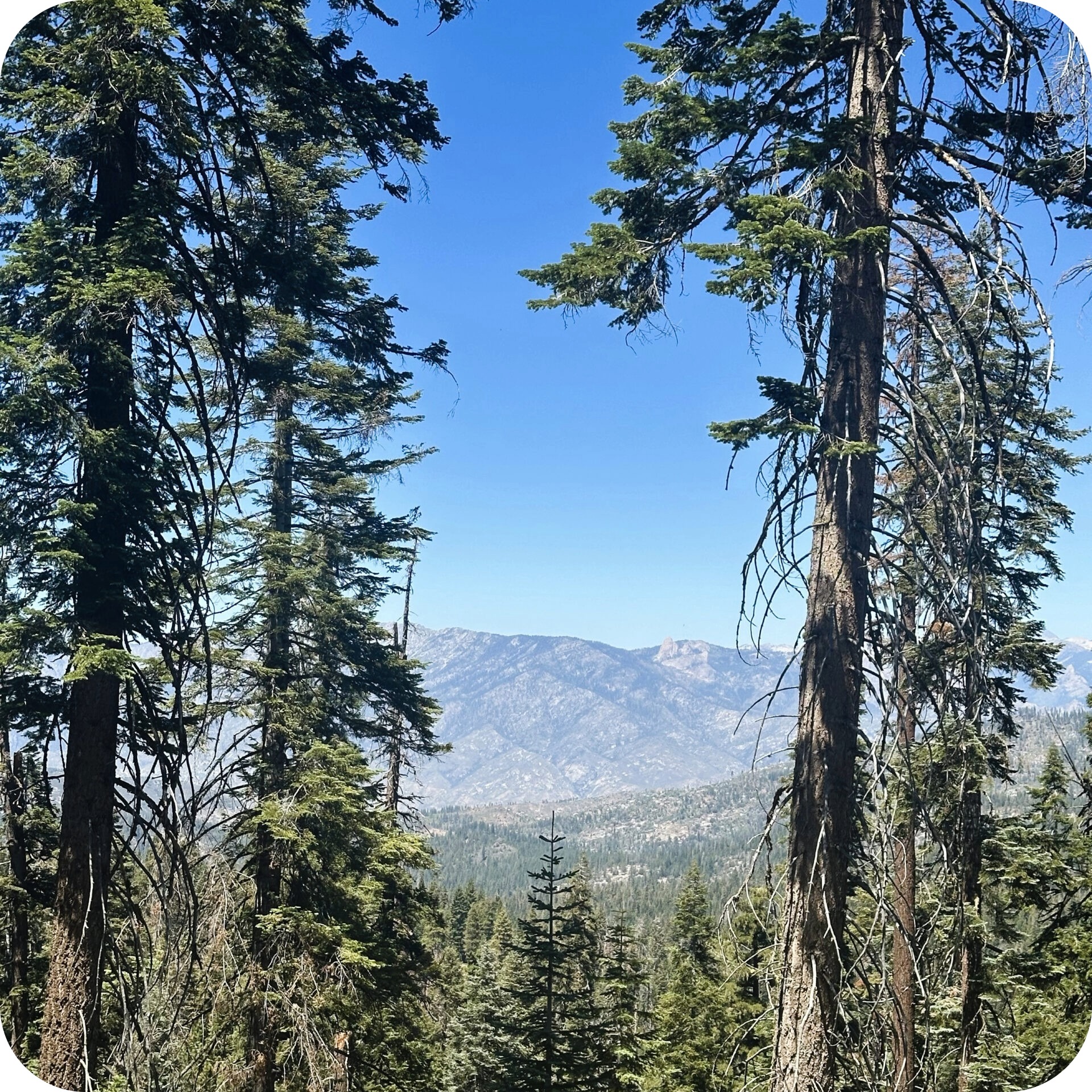short trails kings canyon 1 1.jpeg