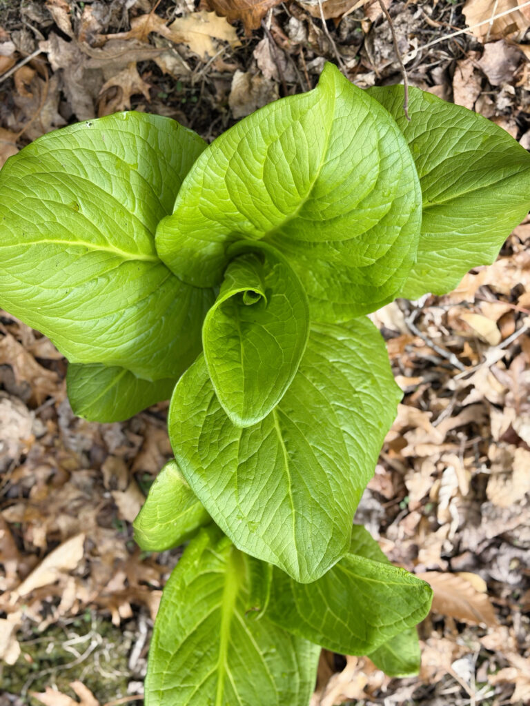 skunk cabbage