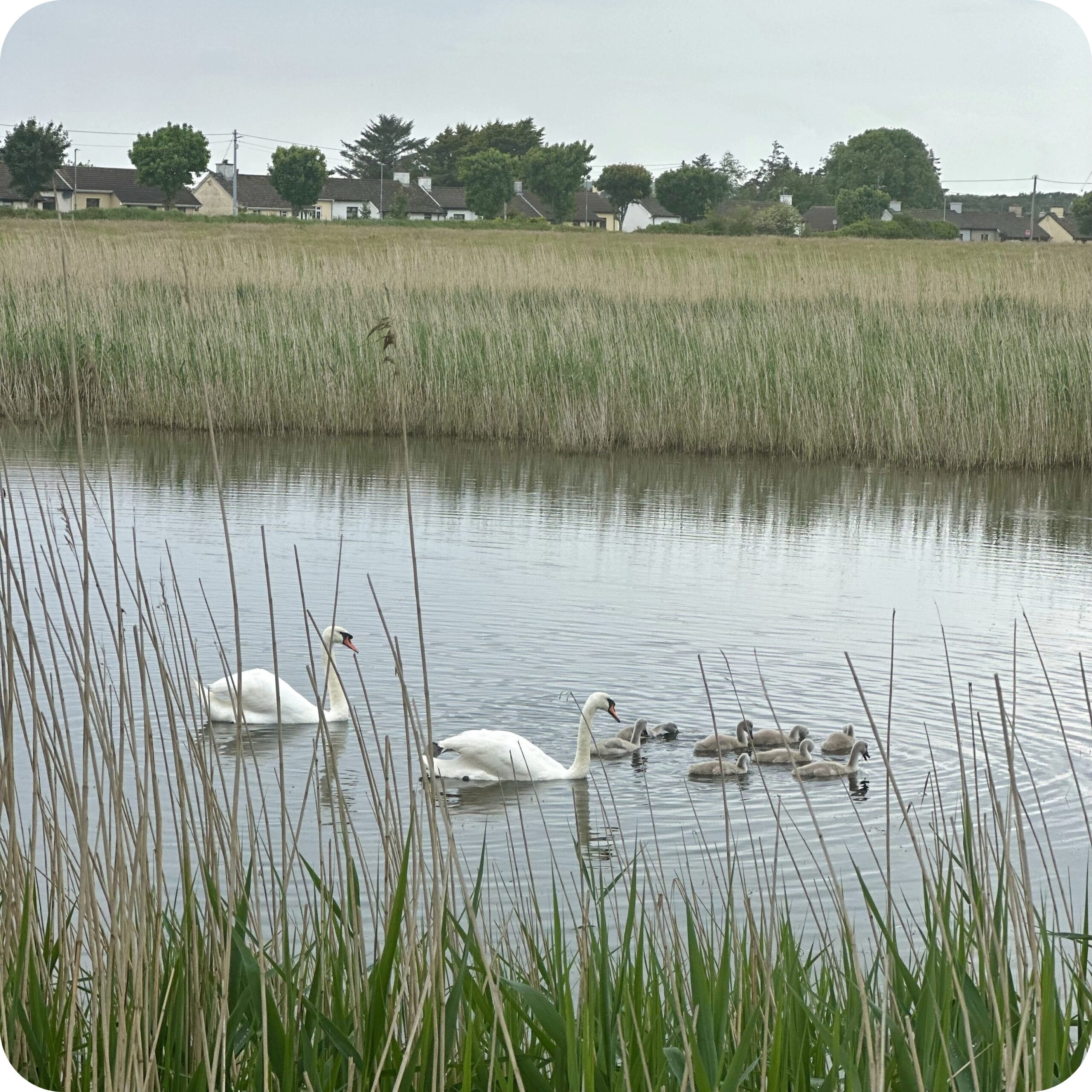 swans in tralee canal