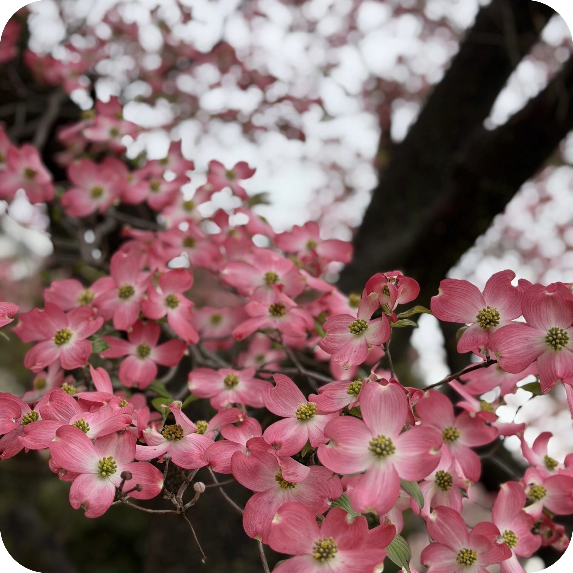 washington dc flowers 1 1.jpeg