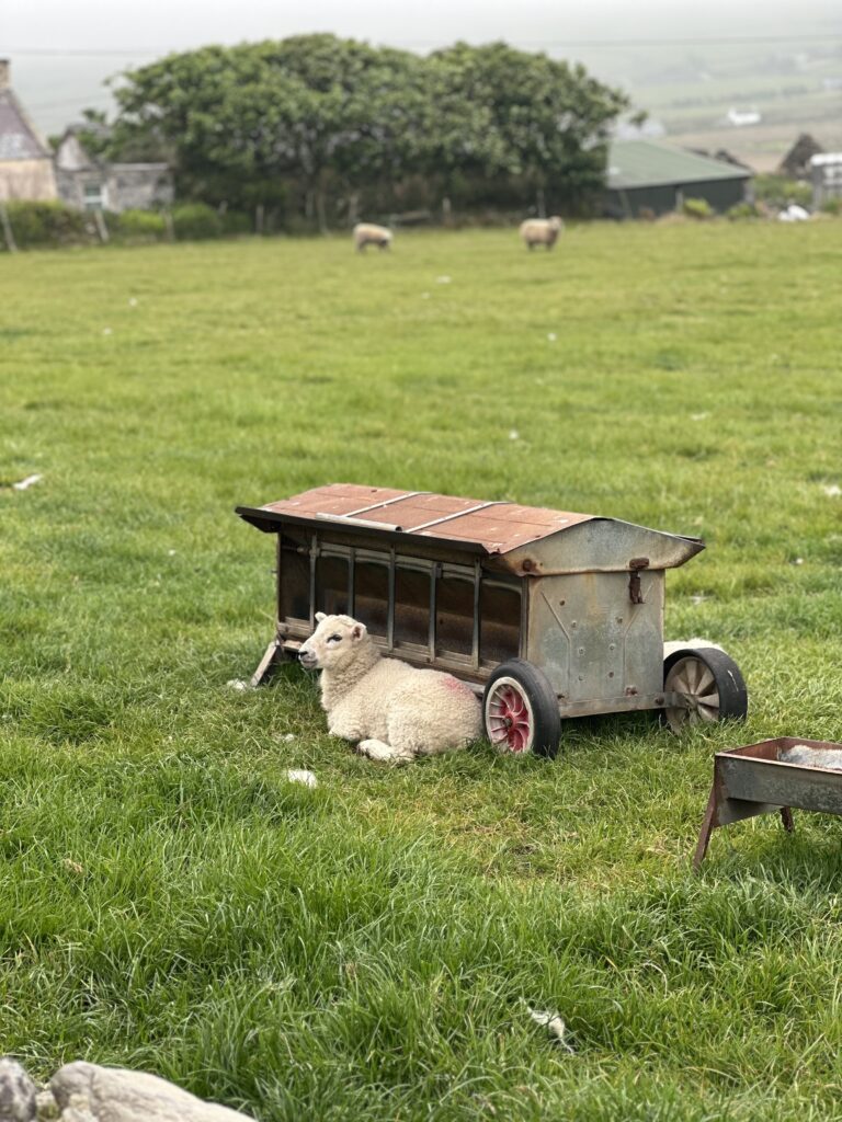 dingle way sheep