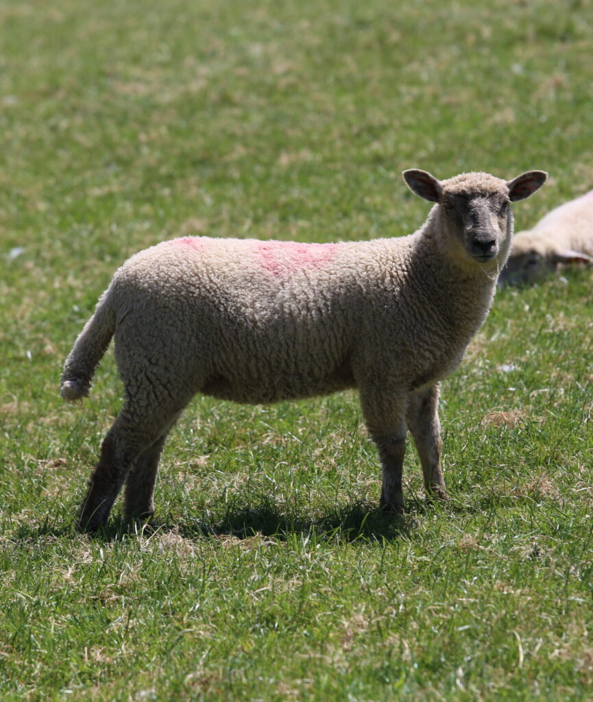 dingle way trail sheep staring