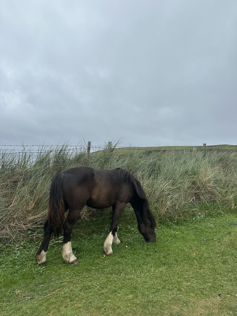 irish cob along dingle way