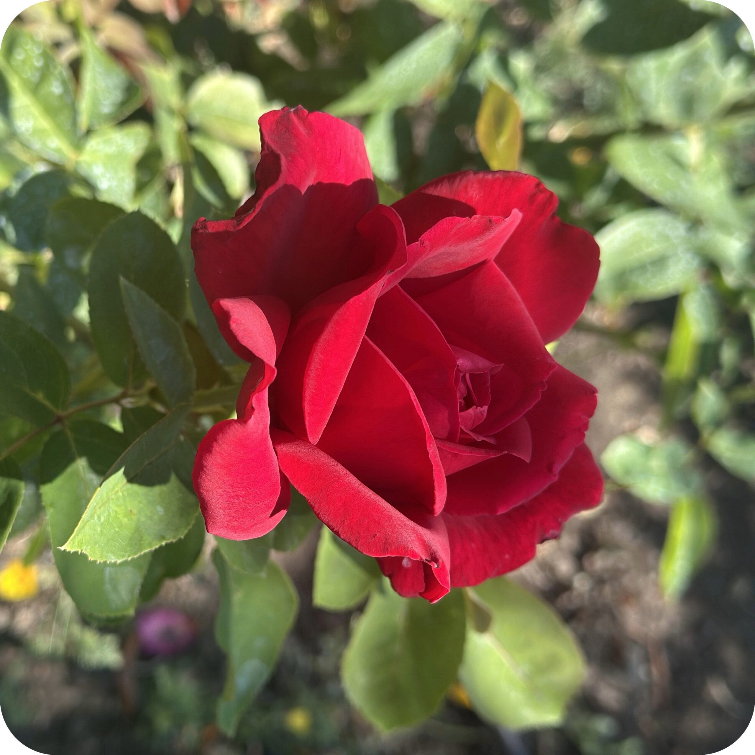 portland roses
